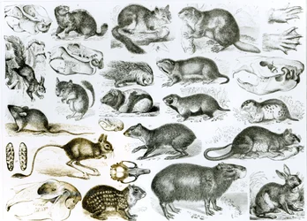 Rodentia-gnavere eller gnavende dyr